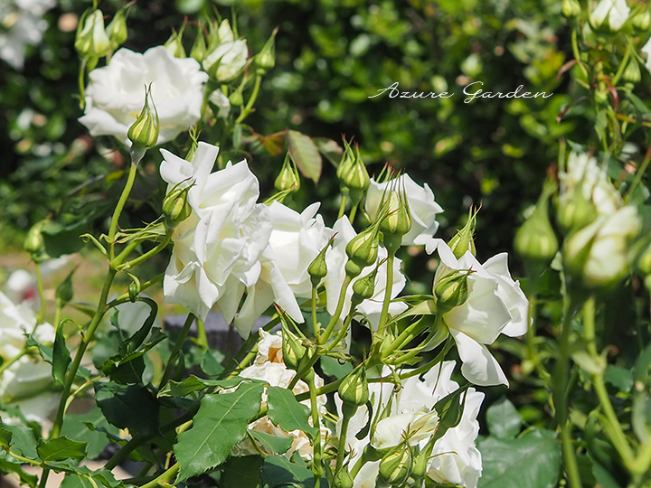 ブライダルホワイト（Bridal White）