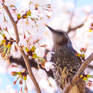 日本近辺でしか見られないヒヨドリ