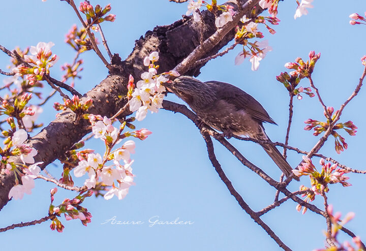 桜の蜜を吸うヒヨドリ