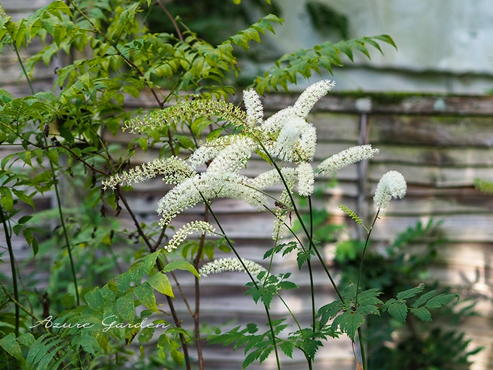サラシナショウマの花穂と葉