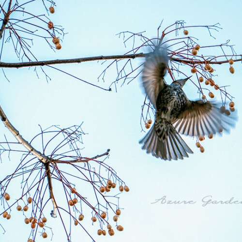 センダンの実をつつくヒヨドリ（Bulbul）