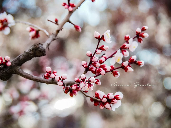 豊後梅（ぶんごうめ）