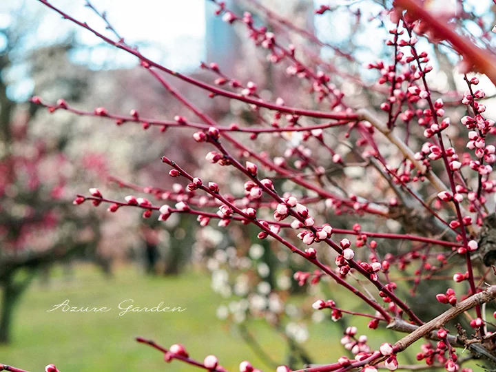 枝の紅梅色が特徴的な豊後梅