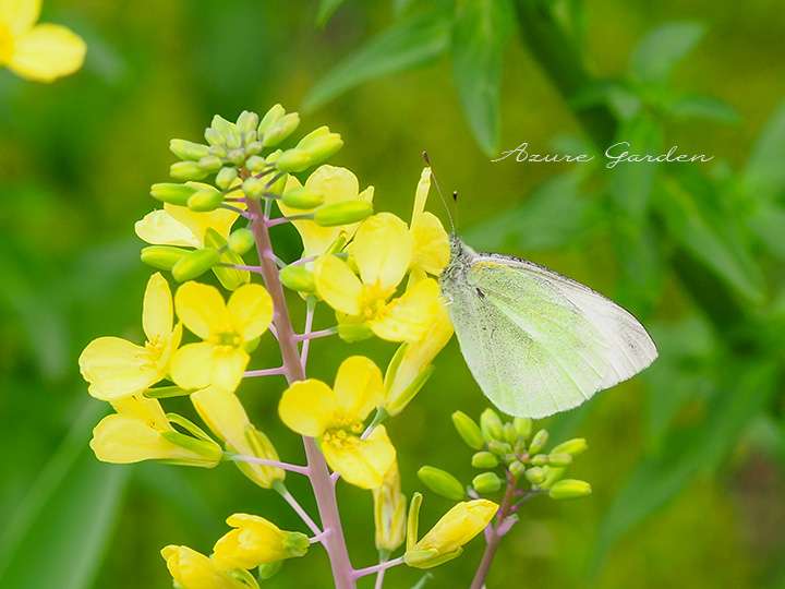 モンシロチョウ(Cabbage butterfly)
