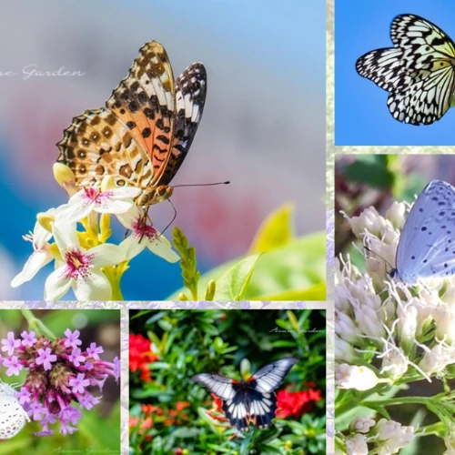 Butterfly Gallery