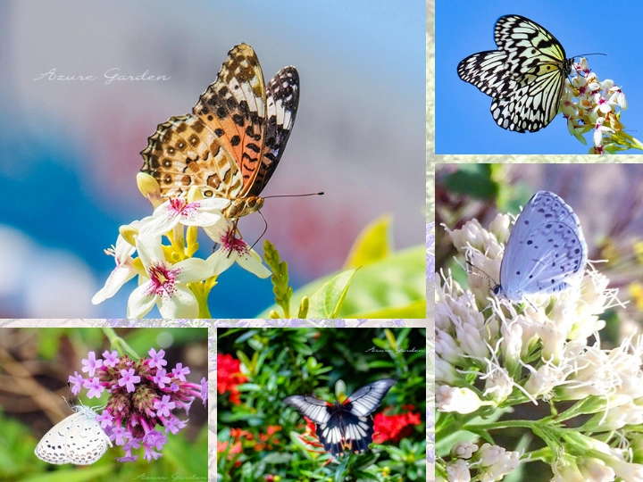 Butterfly Gallery