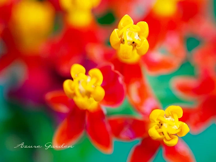 星形の小花が特徴のアスクレピアス(Butterfly weed)
