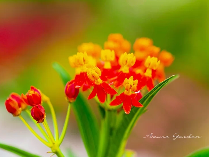 アスクレピアス( Butterfly weed)