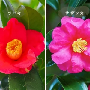 ツバキとサザンカの違い｜見分け方を写真で紹介