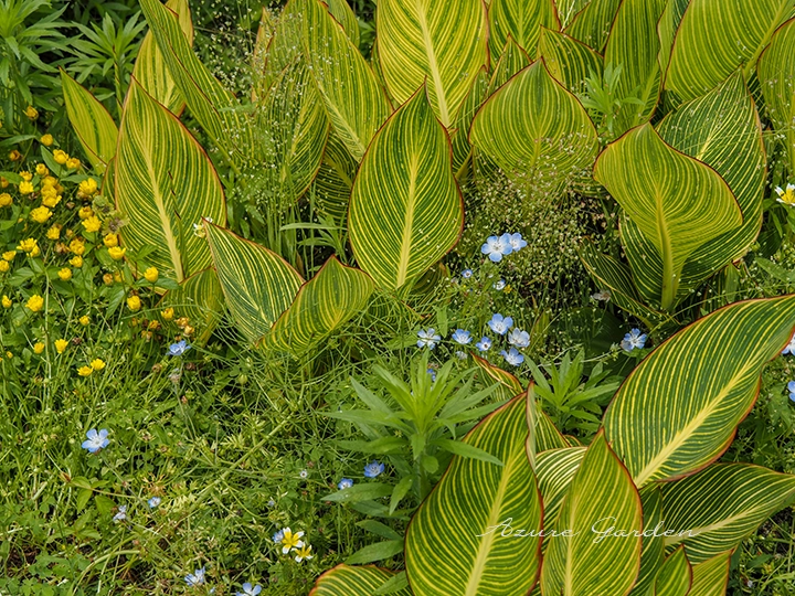 黄緑色と黄色の縞模様が入るカンナ「ベンガルタイガー」の葉