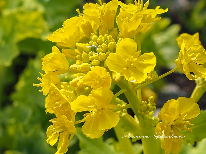 ナノハナ（菜の花）- Canola Flower