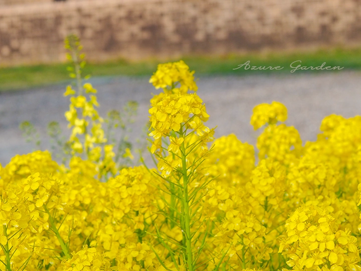 細い茎の先にまとまって咲くナノハナ（菜の花）