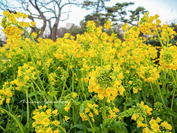 若い茎や蕾は食用として利用されるナノハナ
