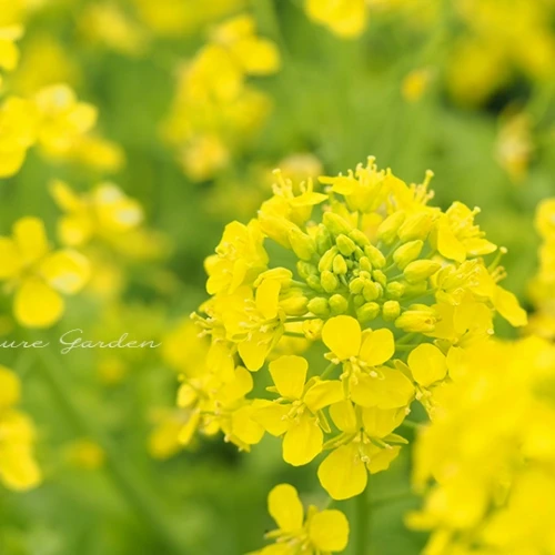 ナノハナ（菜の花）- Canola Flower