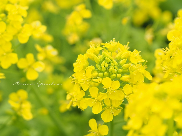 ナノハナ（菜の花）- Canola Flower