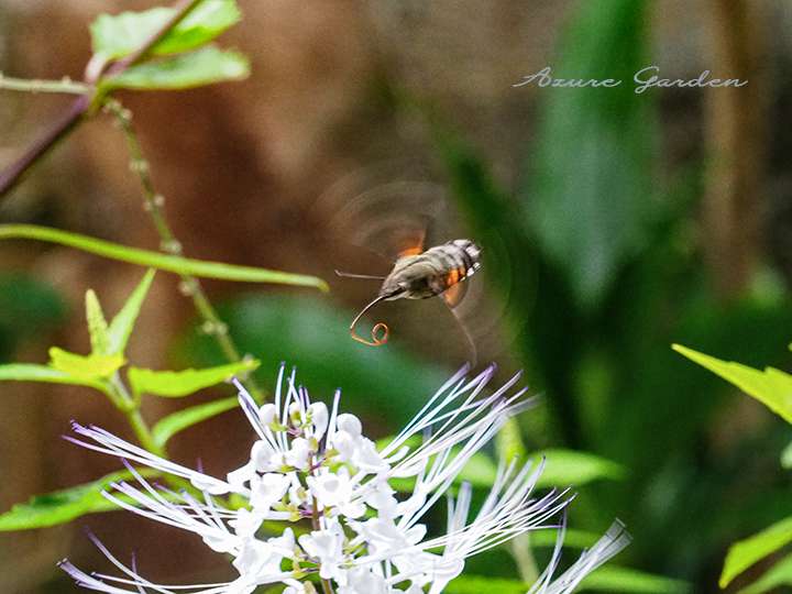 ネコノヒゲの蜜を吸うホウジャク
