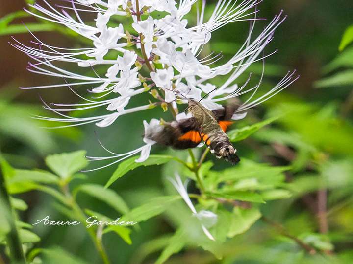ネコノヒゲの蜜を吸うホウジャク