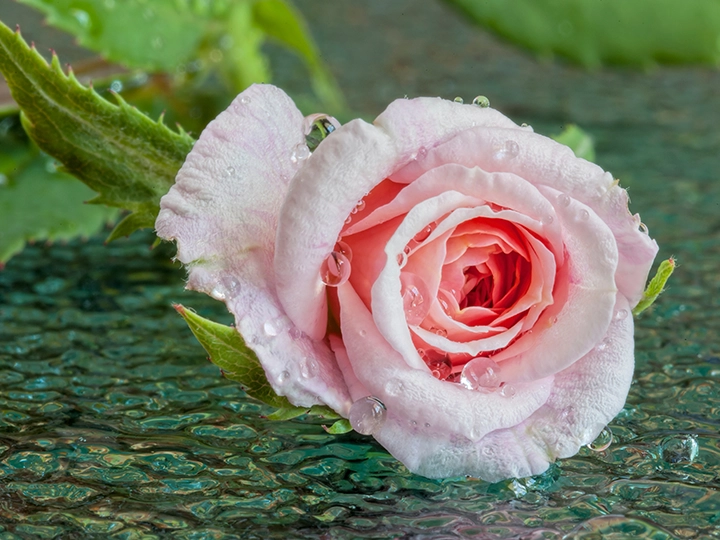 セシル・ブリュネ（Cecile Brunner）