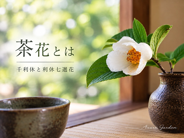茶花について