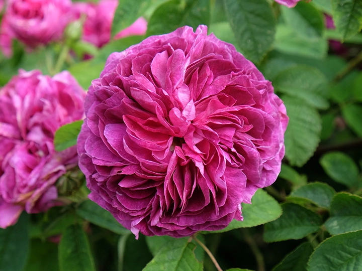 シャルル・ドゥ・ミル（Charles de Mills）