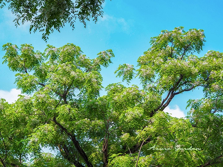 青空を背景に広がるセンダンの木と淡い紫の花