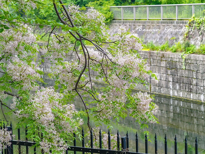 川沿いに咲くセンダンの淡い紫の花と枝の様子