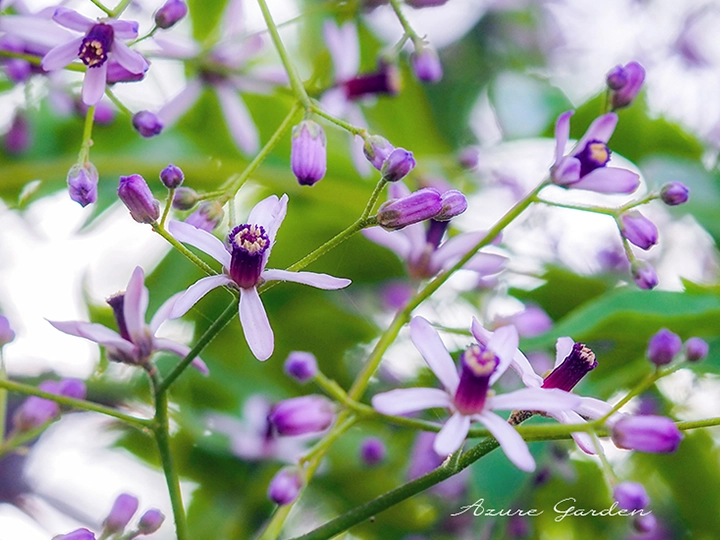 センダン（栴檀）の花