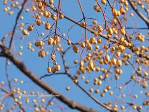 鳥たちのご馳走 - センダンの実
