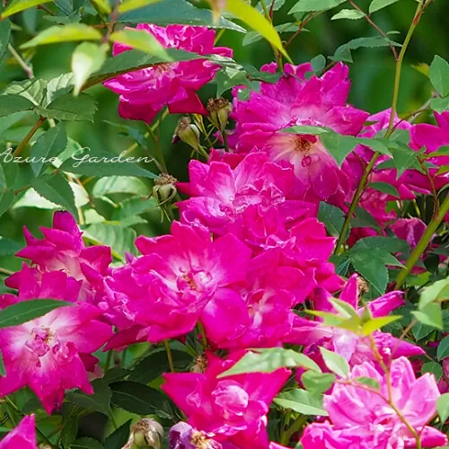 ロサ キネンシス（Rosa Chinensis）