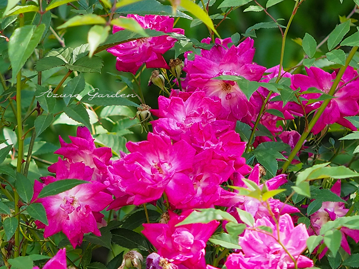 ロサ キネンシス（Rosa Chinensis）