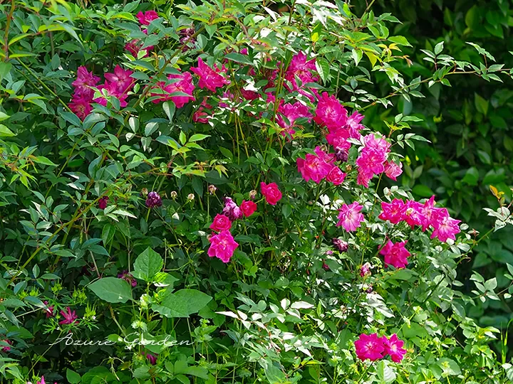 ロサ キネンシス（Rosa chinensis）