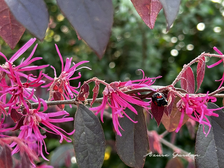 ベニバナトキワマンサクの紅色の花と葉の様子