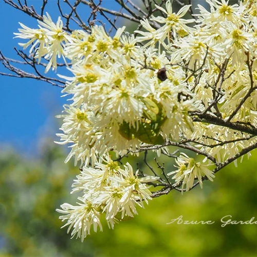 トキワマンサク（常盤満作）- Chinese Fringe Flower