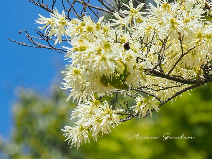 トキワマンサク（常盤満作）- Chinese Fringe Flower