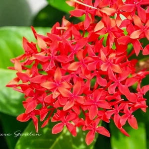 サンダンカ（山丹花）｜沖縄を彩る南国の花