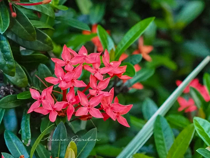 房状に咲くサンダンカ（山丹花）の赤い花
