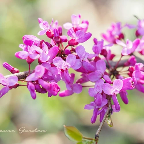 ハナズオウ（花蘇芳）- Chinese Redbud