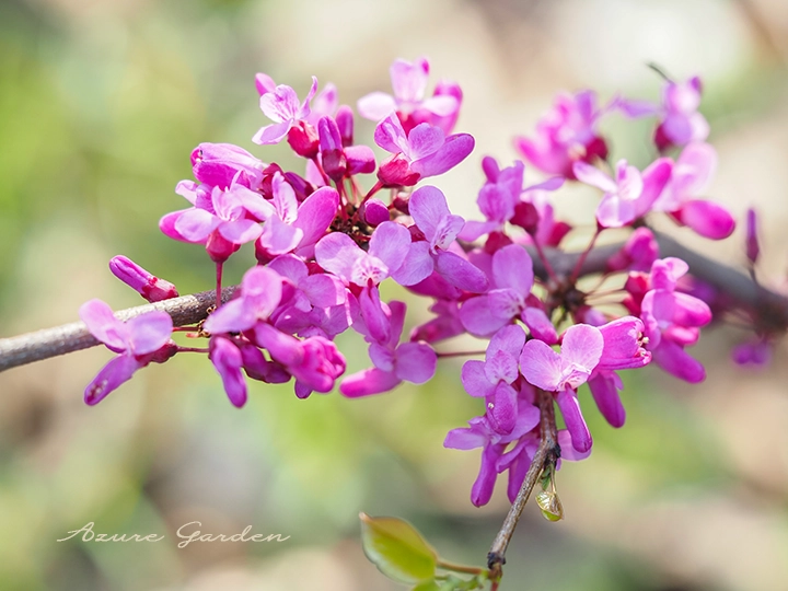 ハナズオウ（花蘇芳）- Chinese Redbud