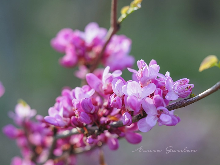 枝に直接花が咲くハナズオウ（花蘇芳）