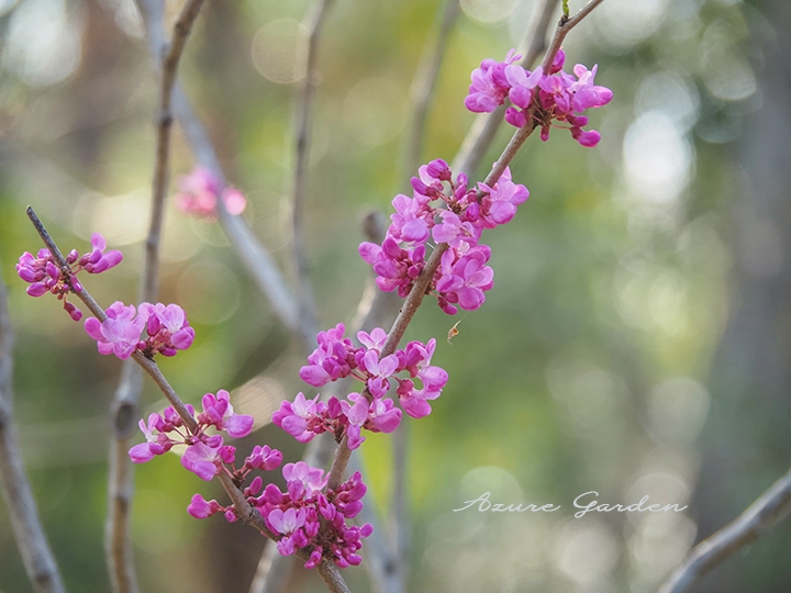 庭木としても親しまれている春の花木