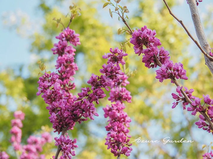 春の景色を彩る花木