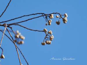ナンキンハゼの実