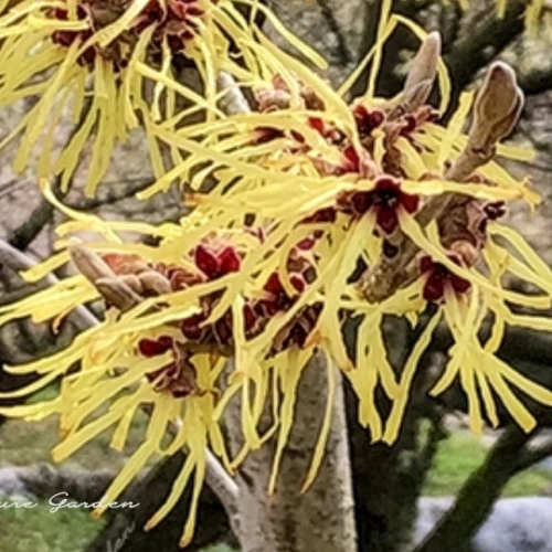 シナマンサク（支那満作）- Chinese witch hazel