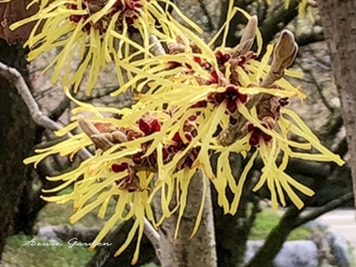 シナマンサク（支那満作）- Chinese witch hazel
