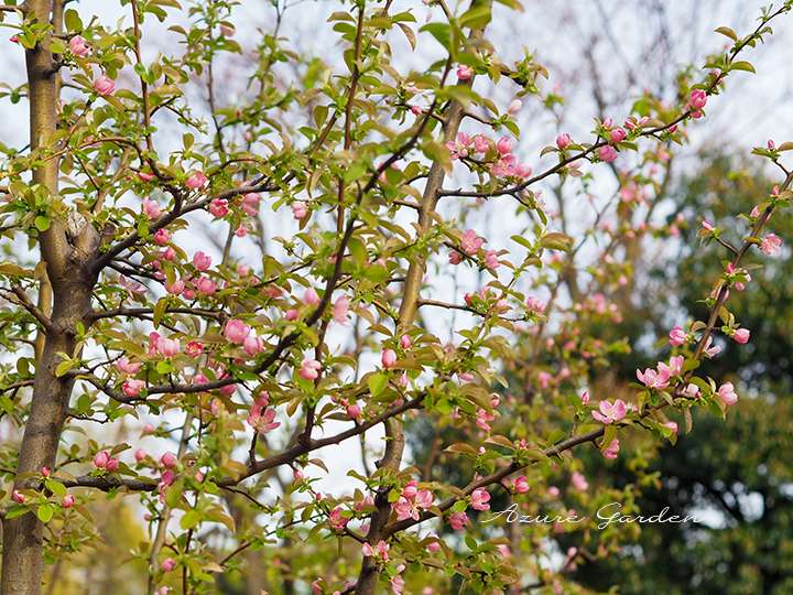 カリン(花梨)の木 - Chinese Quince