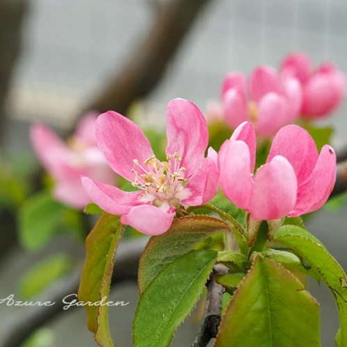 カリン（花梨）- Chinese Quince