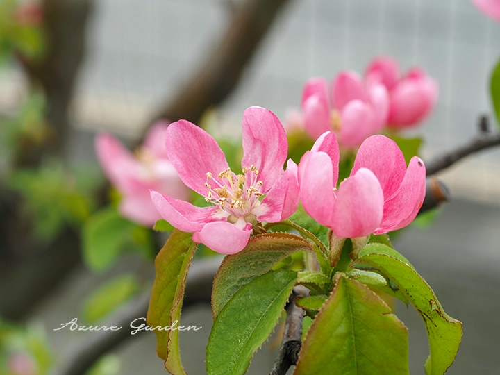 カリン（花梨）- Chinese Quince