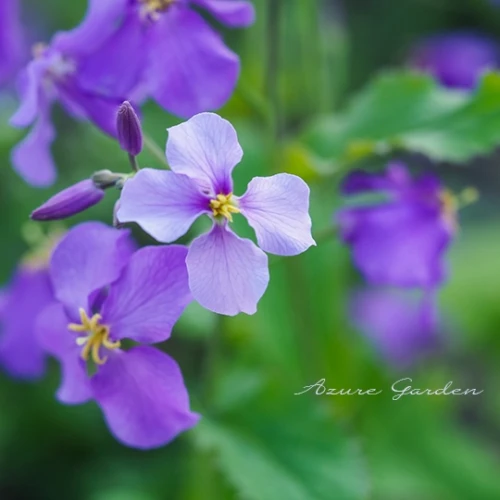 ムラサキハナナ（紫花菜）- Chinese Violet Cress