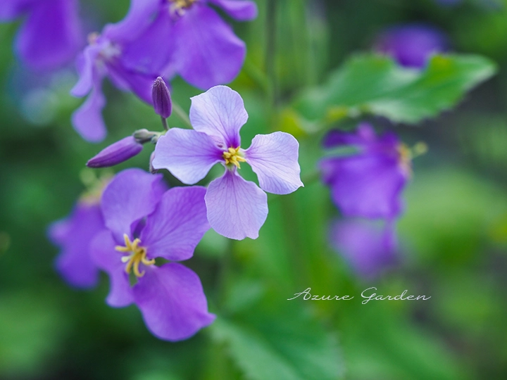 ムラサキハナナ（紫花菜）- Chinese Violet Cress