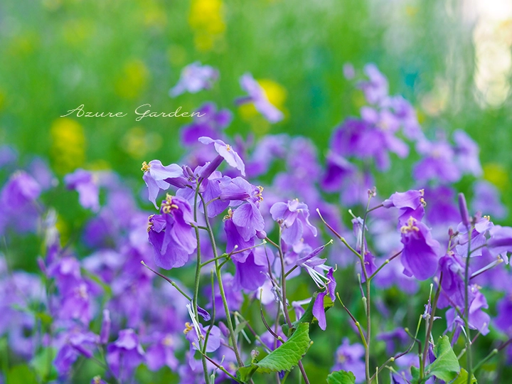 ムラサキハナナ（紫花菜）